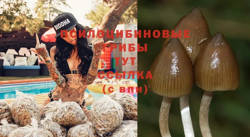 shop состав  Кушва  Галлюциногенные грибы Psilocybine cubensis 